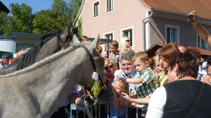Das Gedränge im Köflacher Zentraum war beim Almabtrieb der Lipizzaner beängstigend. Es geht um die Sicherheit