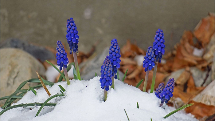 Ein kurze Rückkehr des Winters im März ermöglicht besondere Fotomotive wie diese Hyazinthen im Schnee. Frühling, Herbst und Winter auf einem Bild vereint.