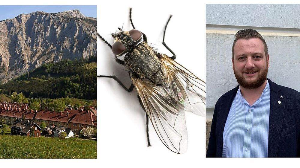 Im Eisenerzer Ortsteil Münichtal herrscht seit drei Wochen eine Fliegenplage. Die Stadtgemeinde will jetzt dagegen vorgehen.
