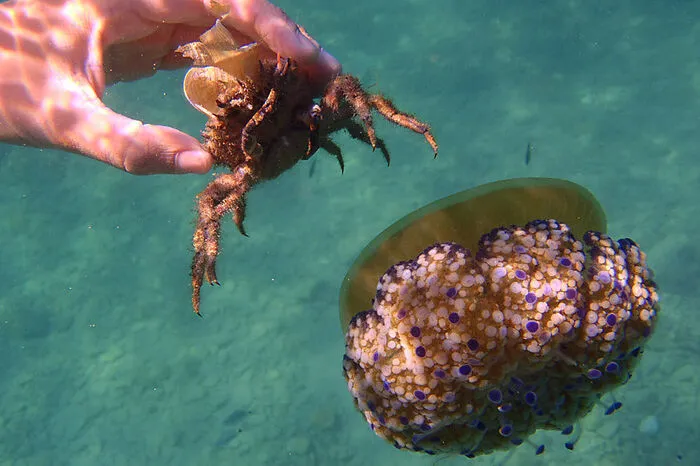 Bei einem Tauchgang entdeckten die Schüler der Meeresschule in Pula eine Seespinne.