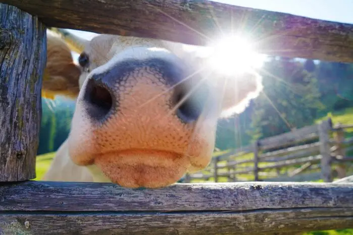 Ein strahlender Almsommer geht bald zu Ende . . . Herzlichen Dank an unsere Leserreporterin Maria Fank aus Wenigzell für dieses tolle Foto. 