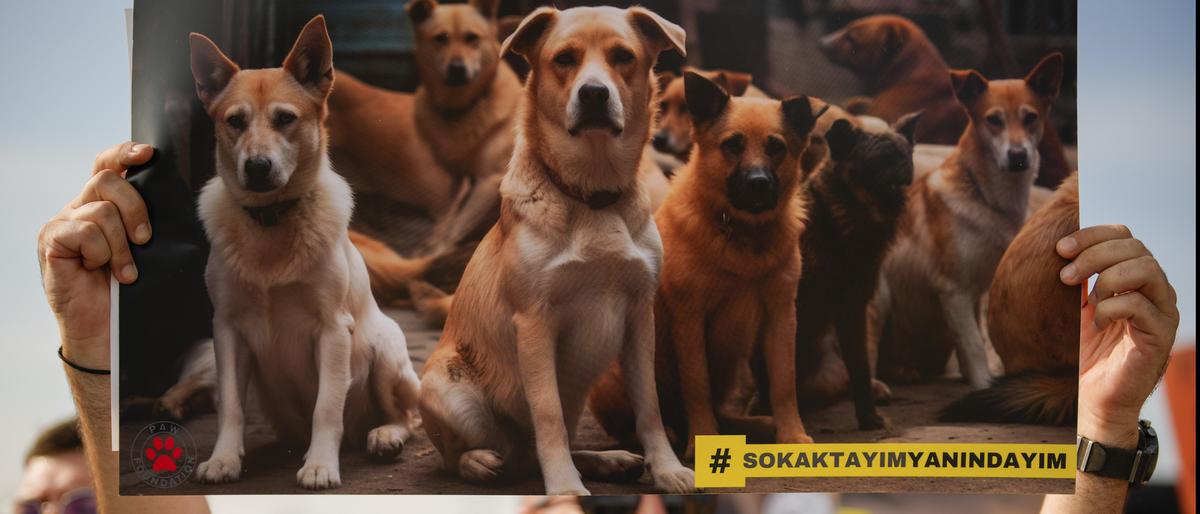 Türkei Hunde | Tierschützer protestierten gegen das neue Gesetz