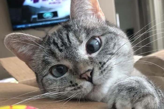 Nala, die Katze mit dem Silberblick (Los Angeles) Auch Kätzchen Nala wurde von ihren ersten Besitzern im Tierheim abgegeben, wo sie ihr aktuelles Frauchen Varisiri Mathachittiphan fand. Seither kämpfen beide gegen Tierleid.
