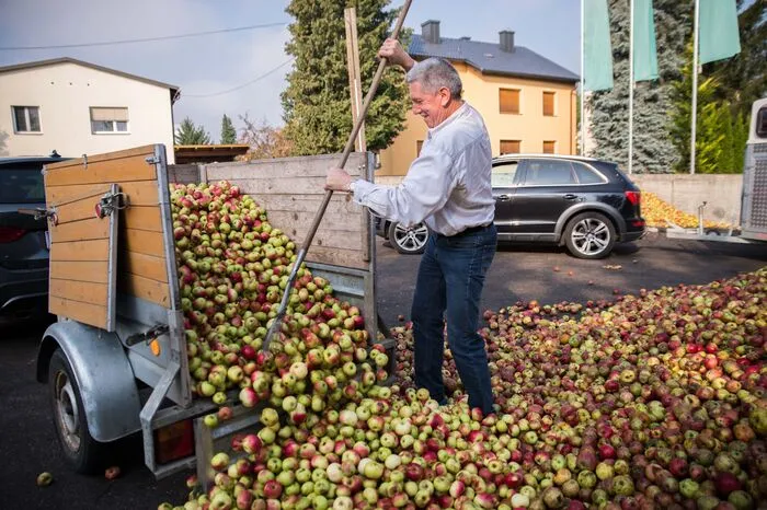 Norbert Kienzer aus Wolfsberg entlädt seinen Hänger voller Kronprinz-Äpfel. 2500 Kilogramm hat er schon pressen lassen.