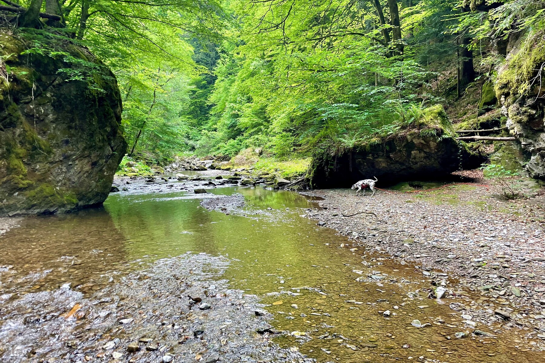 In der Raabklamm: Weil ihr Hund an der Leine zog, stürzte Steirerin über Felskante