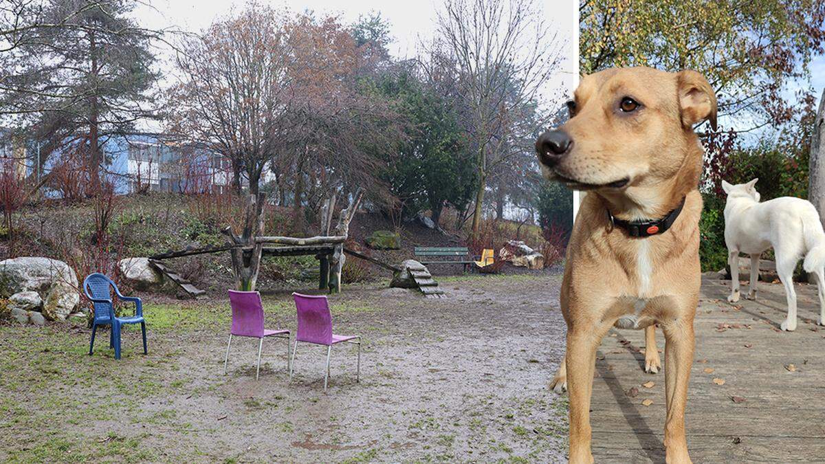 Hund Chicco verletzte sich schwer in der Hundefreilaufzone in Klagenfurt Welzenegg