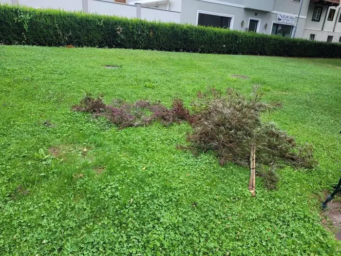 In der Nacht auf den 3. Juli wurde der Baum umgeschnitten