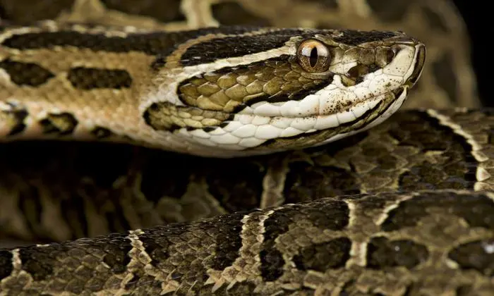 Das Gift der amerikanischen Lanzenotter: Blaupause für Blutdrucksenker  