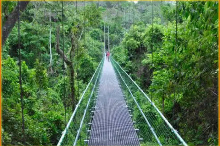 Die Dschungel-Hängebrücken von Roatán.Auf der honduranischen Insel Roatán entdecken die Besucher den Dschungel Eco-Walkway, der über acht spektakuläre Hängebrücken führt. Die Brücken haben jeweils eine Länge von 45 bis 60 Metern und bieten einen spannenden Ausblick auf die Tier- und Pflanzenwelt wie exotische Vögel, Leguane, Eidechsen sowie verschiedene Obst- und Nussbäume. Eine Tour mit der Seilrutsche durch den Dschungel der Insel rundet den actionreichen Tag ab.