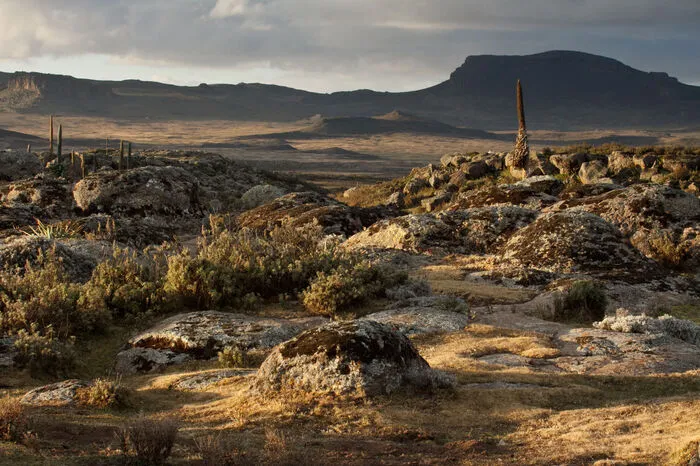 Der Bale Mountains Nationalpark in Äthiopien ist ein Gebiet außergewöhnlicher Schönheit und nun Teil der Liste des Natur-Welterbes. Die Gegend ist geprägt vom Zusammenwirken alter Lavaströme und anderer tektonischer Ereignisse. Vulkanische Gipfel und Bergrücken, dramatische Steilhänge, weitläufige Täler, Gletscherseen, üppige Wälder, tiefe Schluchten und zahlreiche Wasserfälle sorgen für eine außergewöhnliche Naturschönheit.  