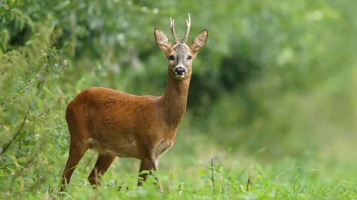 Sujetbild