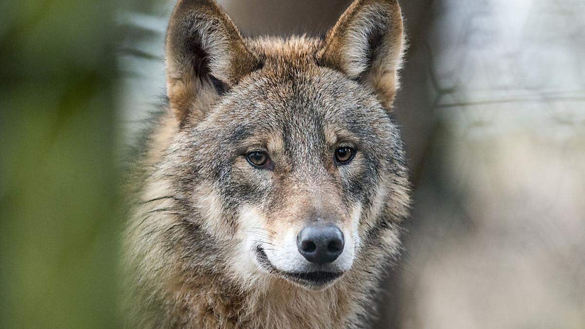 In Kärnten wurden bislang fünf Wölfe geschossen