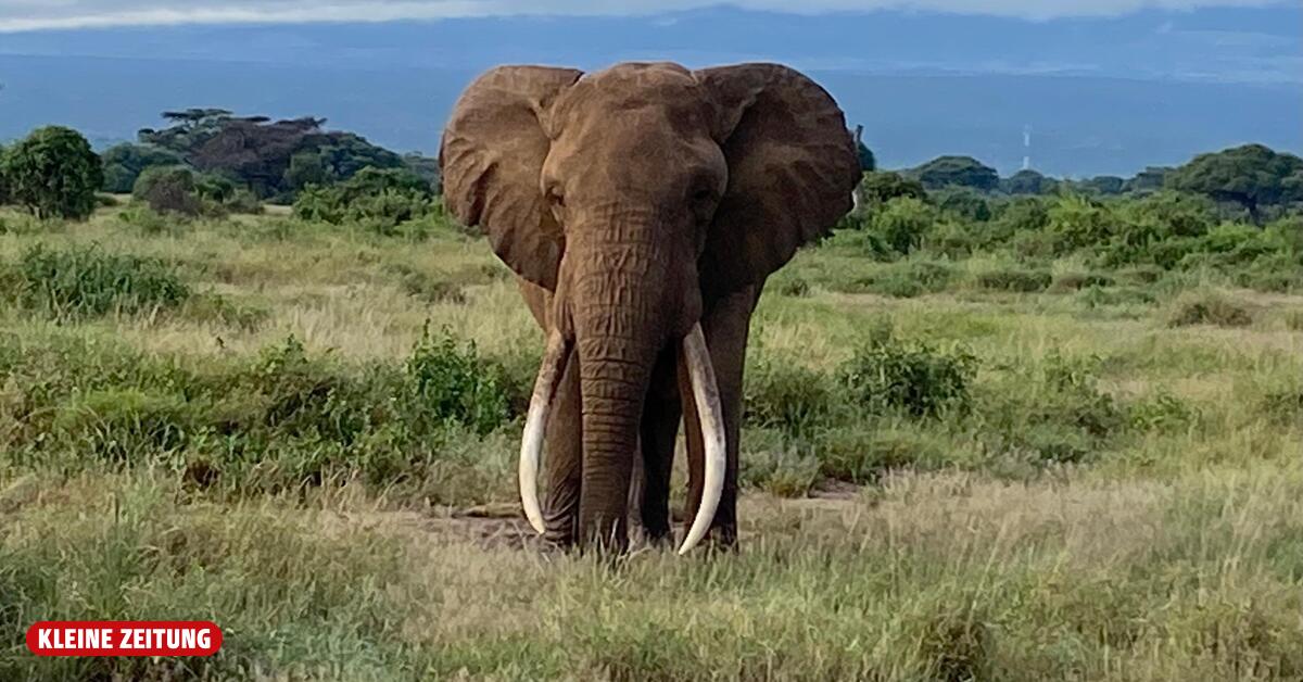 Famous elephant bull Craig has died: 