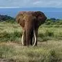An old bull elephant walks through grassland in Amboseli National Park, southern Kenya on May 19, 2025. (John Dowling via AP)