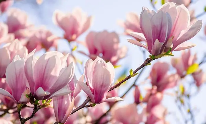 Magnolien blühen im Frühjahr, immergrüne Sorten aber erst im Sommer