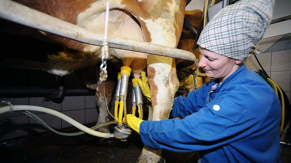 Bäuerin beim Anlegen der Melkmaschine