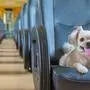 The cute dog travel by vintage railway train