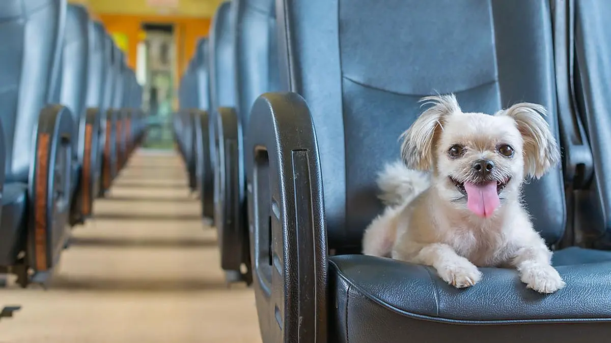The cute dog travel by vintage railway train