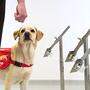 Ein Hund der Medical Detection Dogs