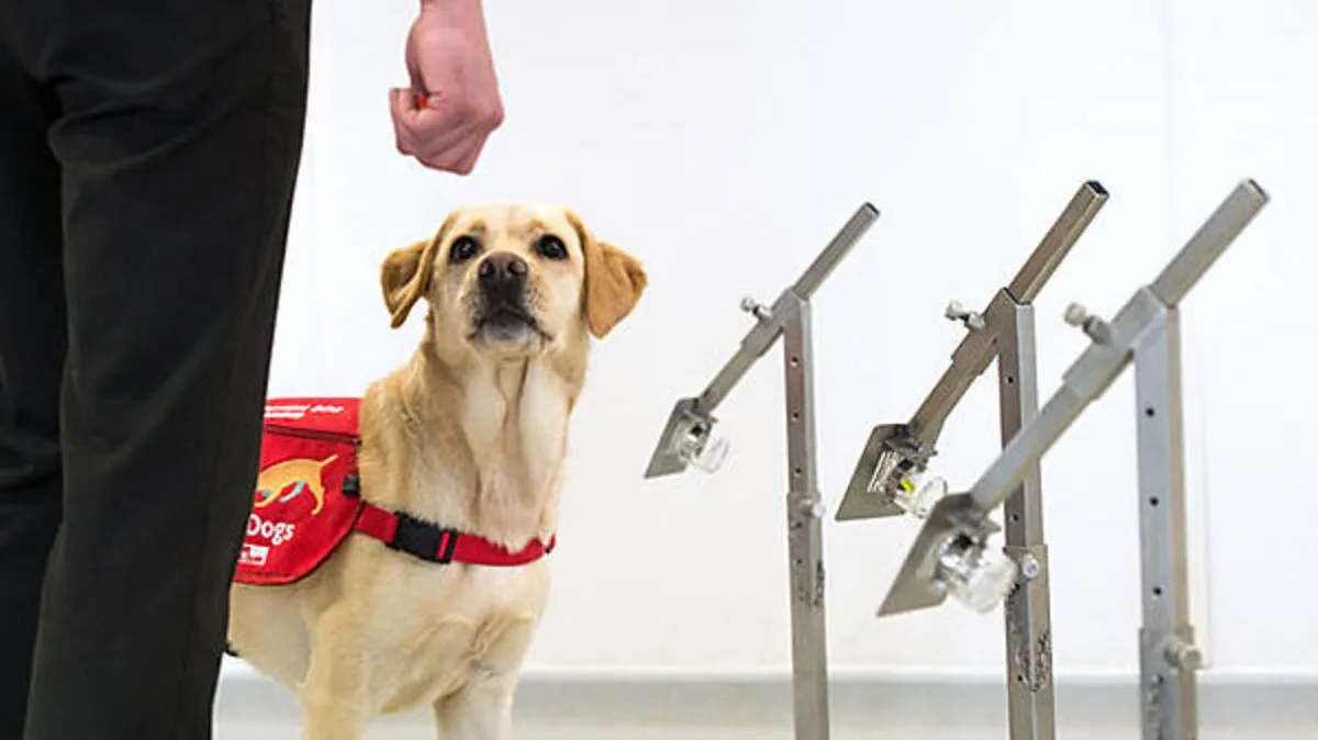 Ein Hund der Medical Detection Dogs