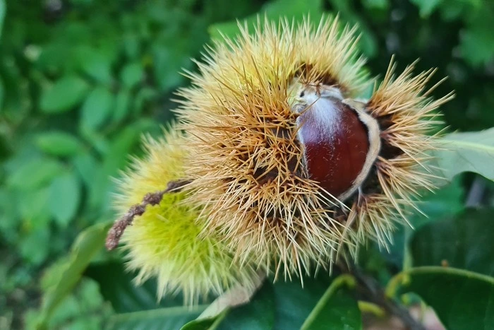 Herbstzeit ist Kastanienzeit | Für unsere Leserreporterin Waltraud Krain aus Schillingsdorf ist die Herbstzeit die schönste Zeit des Jahres – und wenn die ersten Kastanien aus ihrem stacheligen Mantel schauen, ist die Freude besonders groß.