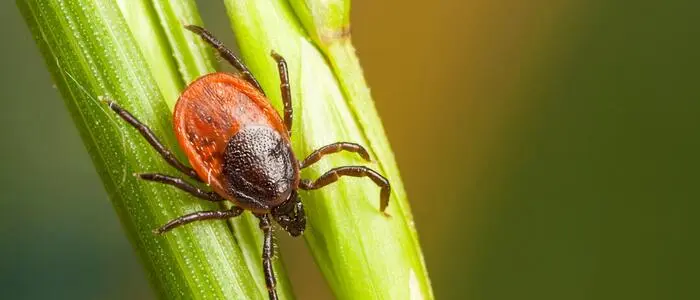 Der „gemeine Holzbock“ überträgt das FSME-Virus und auch Borrelien