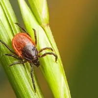 Der „gemeine Holzbock“ überträgt das FSME-Virus und auch Borrelien