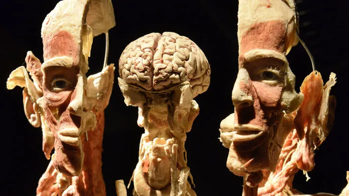 Die "Körperwelten" des "Plastinators" Gunther von Hagens laden wieder zur spektakulären Leichenbeschau in der Wiener Stadthalle.