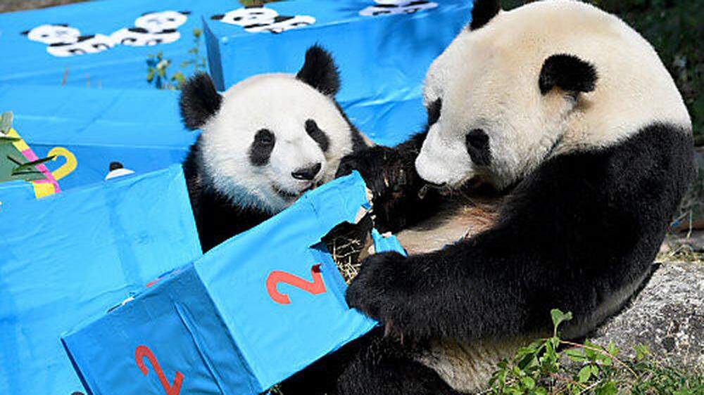 Die Pandas freuten sich sichtlich über ihre Geschenke