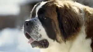 Obersteiermark, Salzkammergut,  Oesterreich,  Steiermark,  Europa, Bernhardiner, Dampf, Hund, Huendin, Jahreszeit, Konzept, Kopf, Tierkopf, Koerperteil, Outdoor, Rassehund, Saeugetier, Tier, Tierwelt, Fauna, Wasser, Winter, winterlich, kalt, Kaelte, negativ,  2005/02/08,  Atem