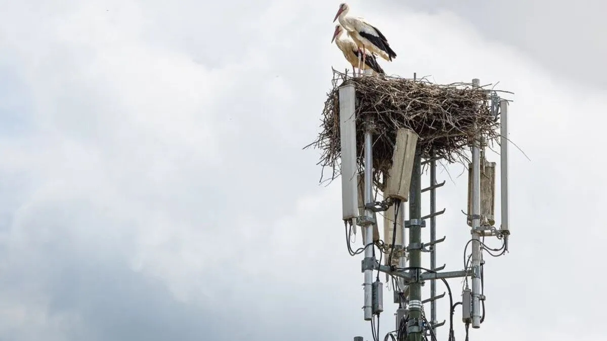 Die Grazer Störche in ihrem alten Nest - derzeit sind sie noch im Winterquartier in Afrika