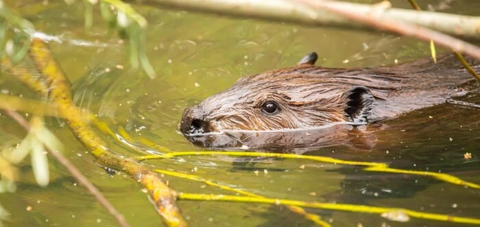 Aktuell liegt ein Schwerpunkt im Zoo auf dem Thema „Leben in Sümpfen und Mooren“