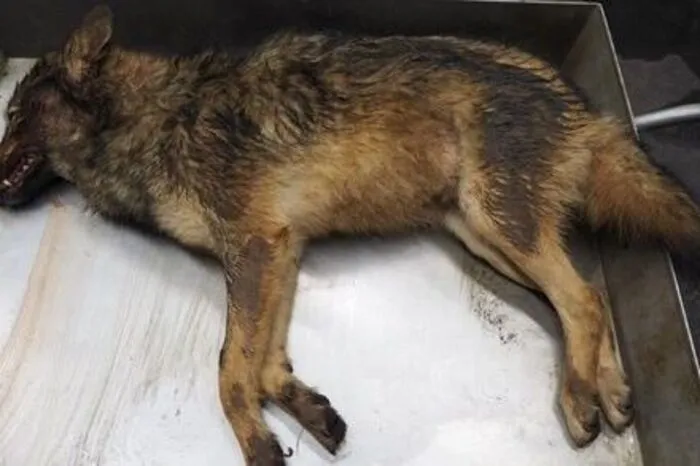 Mysteriöser Fund bei der Tierkörperverwertung in Gabersdorf: Arbeiter entdeckten im Jänner in einer Fallgrube einen Tierkadaver, der einem Wolf oder einem Schakal ähnlich sieht. Das Tier wurde in Wien untersucht. Das Ergebnis: Es handelte sich bei dem Tier um einen Wolf. Dieser kam vermutlich aus Slowenien in die Südsteiermark und wurde von einem Zug getötet.