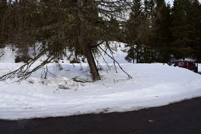 Auf diesem Parkplatz wurden die Tiere aufgefunden.