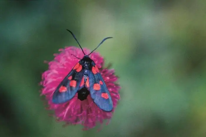 50 verschiedene Schmetterlingsarten: Das Blutströpfchen, eine Rarität, in dessen lateinischem Namen "Polymorpha transalpina gulsensis" die Gulsen vorkommt.