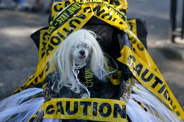 Beim 32. "Tompkins Square Halloween Dog Festival" stellten die Teilnehmer des alljährlichen Wettbewerbs ihre Verkleidungskünste wieder in Manhattans East Village unter Beweis.