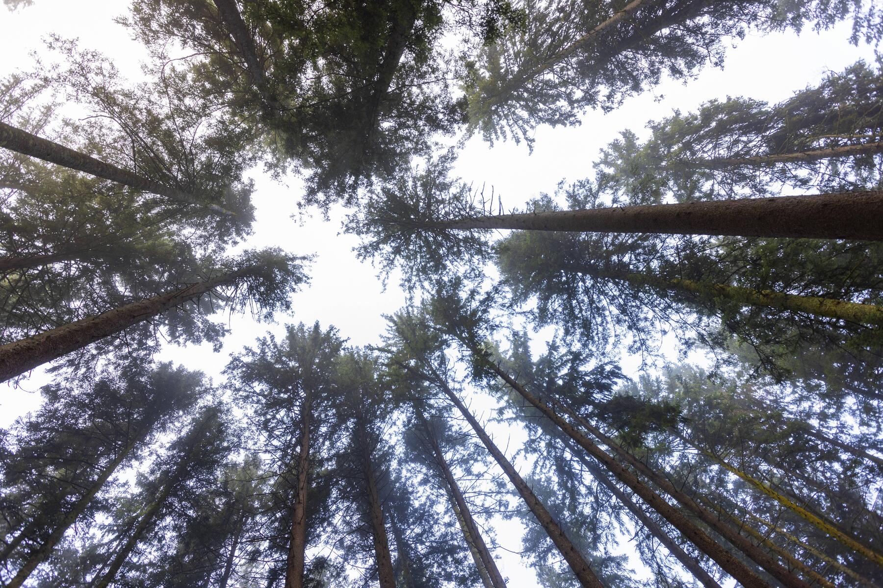 Die Fichte droht aus Kärntens Wäldern zu verschwinden