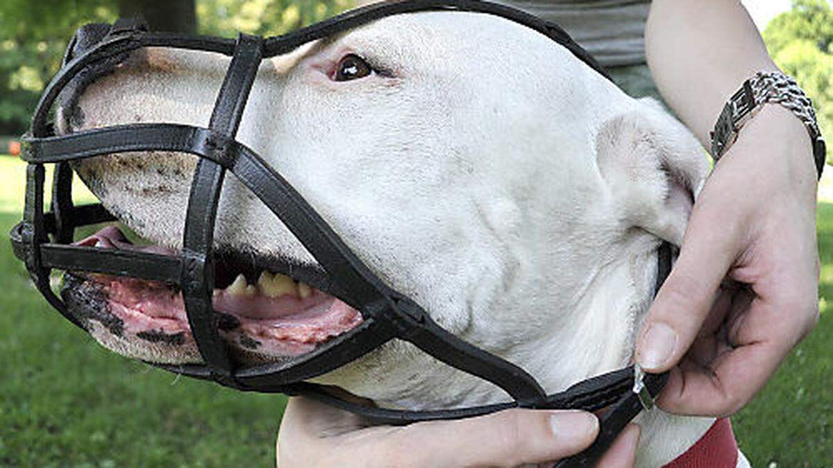 Nach den jüngsten Hundeattacken wird der Ruf nach einer Beißkorbpflicht für bestimmte Rassen laut