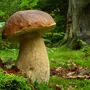 Pilze sind unter Schwammerlsuchern besonders beliebt