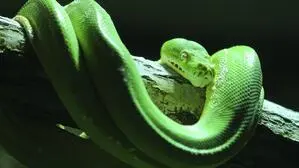 Ob der Grüne Baumpython überleben wird, ist laut Reptilien-Expertin Helga Happ noch nicht sicher (Symbolfoto)