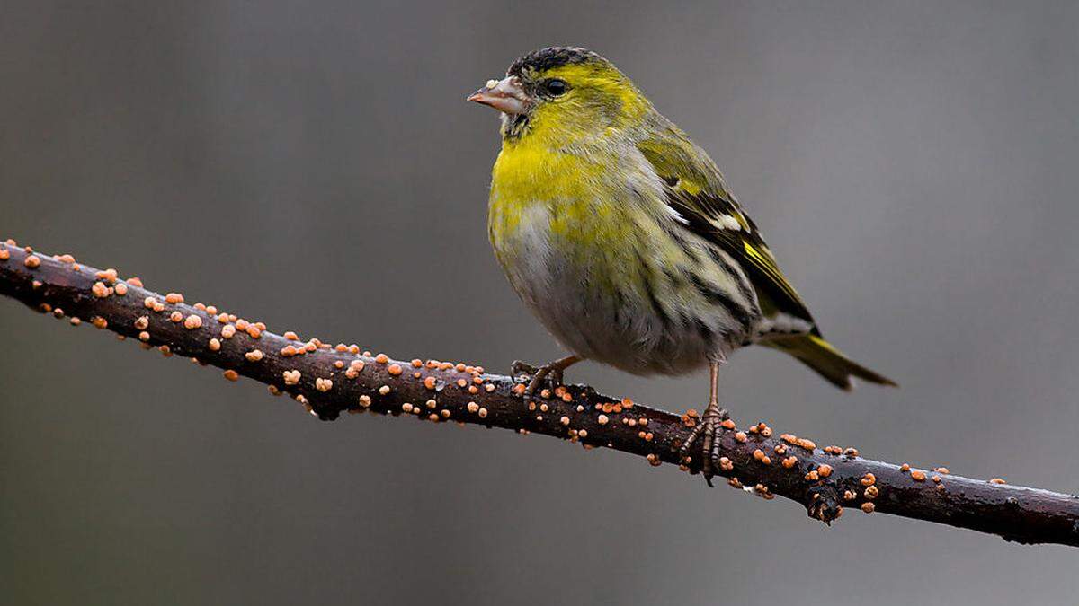 Erfreulich ist der hohe Bestand an Erlenzeisigen