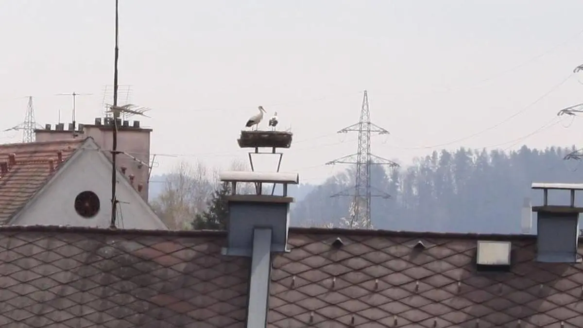 Das Storchenpaar hat sein Nest bezogen