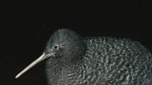 Die letzten 50 Jahre wurde kein Zwergkiwi mehr auf dem Festland in Neuseeland gesehen