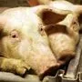 Schlimme Tierquälerei in Mast- und Zuchtschweinbetrieb