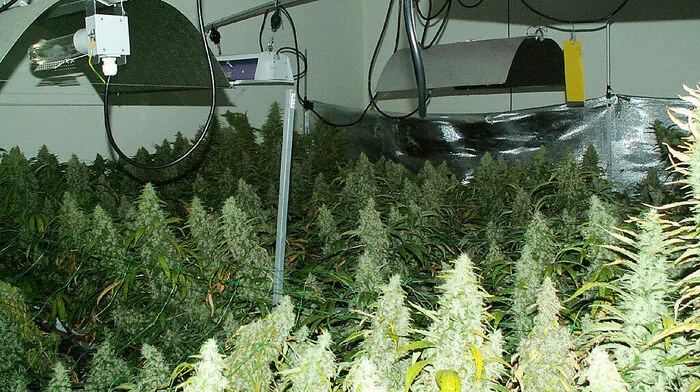 Das Marihuana wurde meist in Indoor-Plantagen selbst erzeugt (Sujetbild)