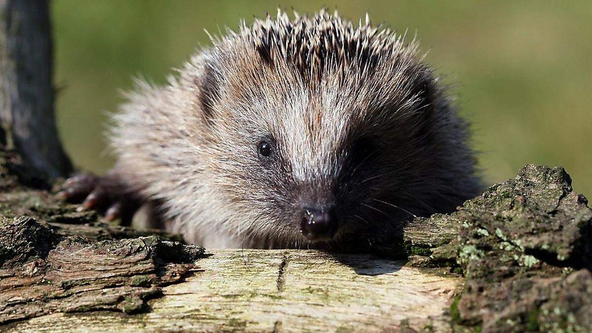 Die Schüler entdeckten den Igel in einem Gebüsch (Symbolfoto)