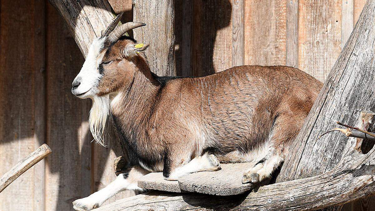 Der Ziegenbock wurde &quot;fachgerecht getötet&quot; 