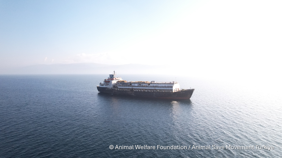 Die „Spiridon II“ auf einer Drohnenaufnahme: lebende Tiere, verladen wie Güter auf einem Containerschiff