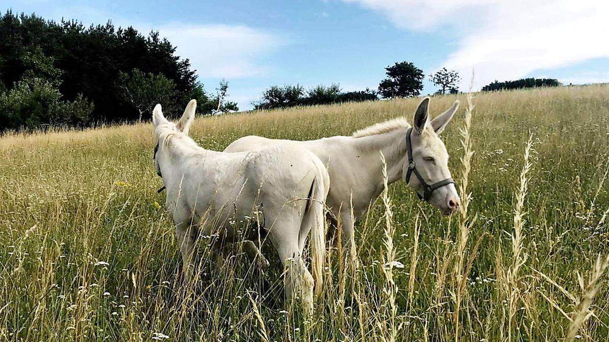 Cosima und Mozzarella sind seltene Barockesel