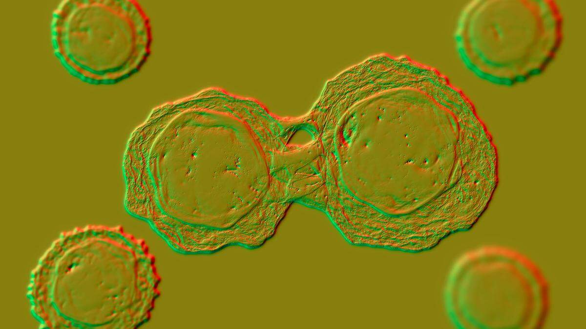 Sich teilende Stammzellen im 3D-Modell